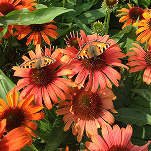 Echinacea 'Butterflies Orange Skipper' (1 qt) | Butterflies Orange Skipper Echinacea (1 qt)