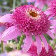 Echinacea purpurea 'Pink Double Delight' (1 qt) | Pink Double Delight Coneflower (1 qt)