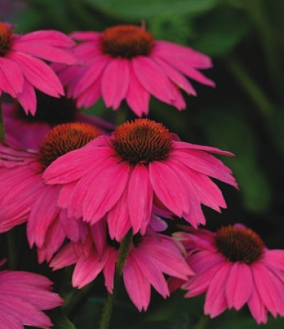 pow wow echinacea seeds Echinacea purpurea 'PowWow Wild Berry' (1 qt)