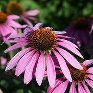 Echinacea purpurea (4