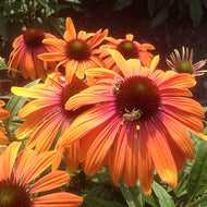 Echinacea 'Rainbow Marcella' (1 qt) | Rainbow Marcella Coneflower (1 qt)
