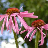 Echinacea pallida (4