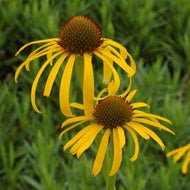 Echinacea paradoxa (4