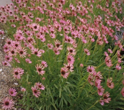 echinacea tennesseensis seeds Echinacea tennessensis (4