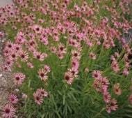 Echinacea tennessensis (4