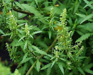Chenopodium ambrosioides (3.5