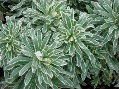 Euphorbia characias 'Glacier Blue' (1 qt) | Variegated Spurge (1 qt)