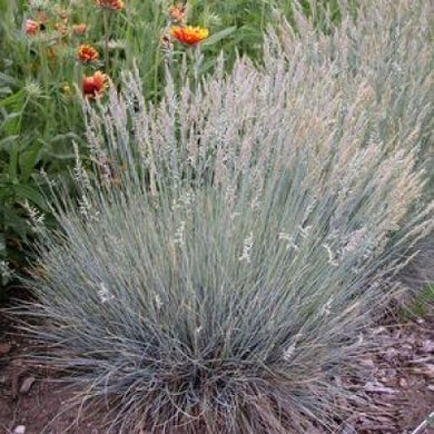 Boulder Blue Fescue Grass