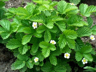 Fragaria vesca 'Alexandria' (4