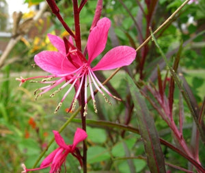 Gaura lindheimeri 'Siskiyou Pink' (1 qt) | Siskiyou Pink Gaura (1 qt)