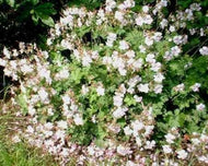 Geranium x cantabrigiense 'Biokovo' (4