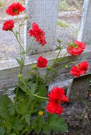 Geum plena 'Double Bloody Mary' (4