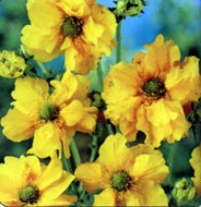 Geum chiloense 'Lady Stratheden' (4
