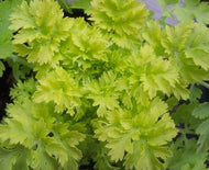 Tanacetum parthenium 'Aureum' (4
