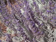 Lavandula 'Goodwin Creek Grey' (4
