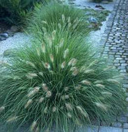 Hameln Dwarf Fountain Grass