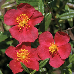 Helianthemum nummularium 'Dazzler' | Dazzler Magenta Sunrose