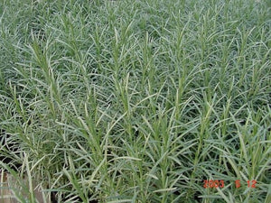 Helichrysum thianschianicum 'Icicles' (1 qt) | Icicles Licorice Plant (1 qt)