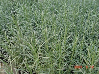 Helichrysum thianschianicum 'Icicles' (1 qt) | Icicles Licorice Plant (1 qt)
