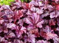Heuchera x villosa 'Plum Pudding' (1 qt) | Plum Pudding Heuchera (1 qt)