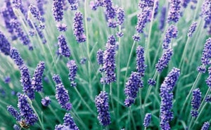 Lavandula angustifolia 'Hidcote' | Hidcote Blue English lavender
