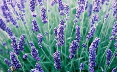 Hidcote Purple Lavender Plants for Sale