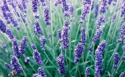blue english lavender plant Lavandula angustifolia 'Hidcote' (4")