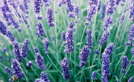 Lavandula angustifolia 'Hidcote' (4