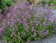 Origanum 'Hopley's Purple' (1 qt) | Hopley's Purple Oregano (1 qt)