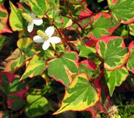 Houttuynia 'Chameleon' (4