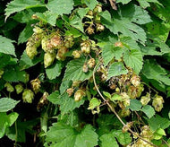 Humulus lupulus 'Nugget' (1 qt) | Hops (1 qt)