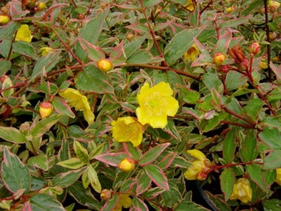 Hypericum x moserianum 'Tricolor' (1 qt) | Variegated Goldflower (1 qt ...