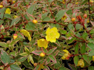 Hypericum x moserianum 'Tricolor' (1 qt) | Variegated Goldflower (1 qt)