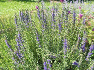 Hyssopus officinalis (4
