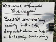 Load image into Gallery viewer, Rosmarinus officinalis &#39;Blue Lagoon&#39; | Blue Lagoon Rosemary
