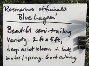 Rosmarinus officinalis 'Blue Lagoon' | Blue Lagoon Rosemary