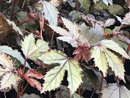 Hibiscus acetosella (1 qt) | Red Leaf Hibiscus (1 qt)