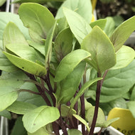 Ocimum basilicum 'Cardinal' (3.5