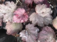Heuchera x villosa 'Carnival Rose Granita' (1 qt) | Rose Granita Coral Bells (1 qt)