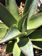 Agave x attenuata 'Blue Glow' (1 qt) | Blue Glow Agave (1 qt)