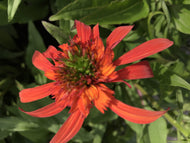 Echinacea x hybrida 'Sombrero Baja Burgundy' (1 qt) | Burgundy Coneflower (1 qt)