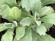 Artemisia ludoviciana (4