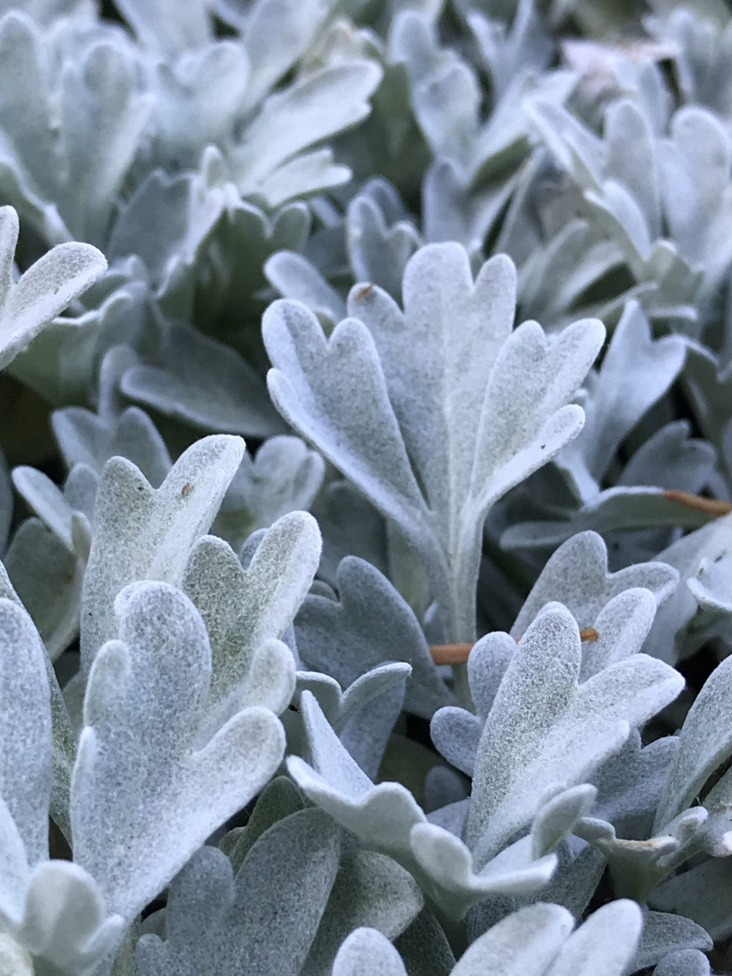 Artemisia stelleriana ‘Silver Brocade’ | Ghost Plant