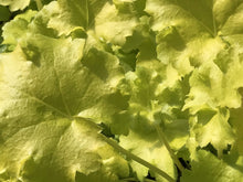 Load image into Gallery viewer, Heuchera &#39;Lime Rickey&#39; (1 qt) | Lime Rickey Coral Bells (1 qt)
