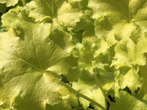 Heuchera 'Lime Rickey' (1 qt) | Lime Rickey Coral Bells (1 qt)
