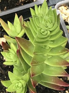 shark succulent Crassula corymbulosa 'Shark's Tooth' (4")