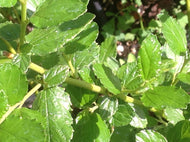 Ceanothus 'Ray Hartman' (1 qt) | Ray Hartman Wild Lilac (1 qt)