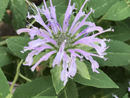 Monarda fistulosa (1 qt) | Wild Bee Balm (1 qt)