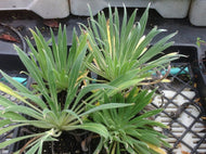 Echium wildpretii 'Tower of Jewels' | Tower of Jewels Echium