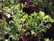 Pelargonium x nervosum (4